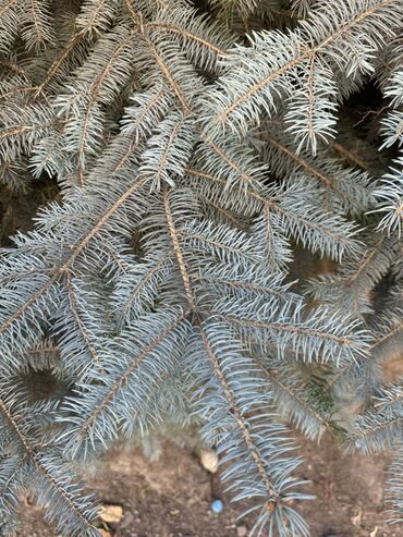Декоративные деревья: Голубая ель (Picea pungens ‘Glauca’), крупномер. - Вид: колючая ель — 6