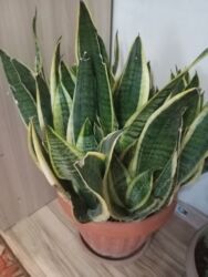 гортензии цена бишкек: Продается Сансевиерия Очень много корней чтобы рассадить