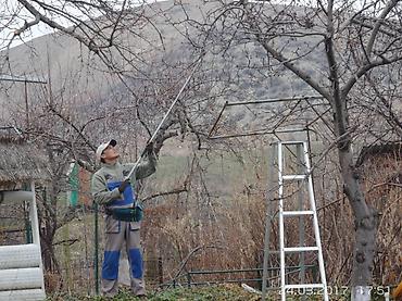 Спил деревьев, заготовка дров: Обрезка плодовых деревьев !!! Также обрезка хвойных и различных at lalafo.kg — 3 Спил деревьев, заготовка дров: Обрезка плодовых деревьев !!! Также обрезка хвойных и различных — 3