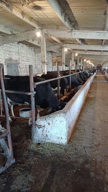 Коровы, быки: Продаю | Корова (самка) | Голштин, Алатауская, Швицкая | Для разведения, Для молока