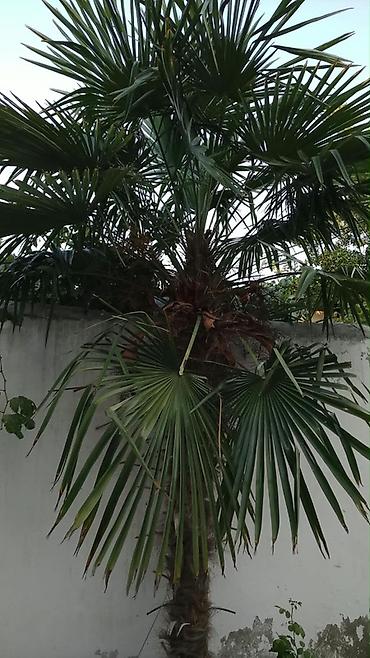 Təcili! Həyətdən 2.5 metrlik palma satılır. Trachycarpus növüdür, qışa lalafo.az -da Təcili! Həyətdən 2.5 metrlik palma satılır. Trachycarpus növüdür, qışa