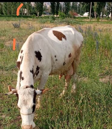 глубоко стельная корова: Продаю | Корова (самка), Музоо, торпок | Голштин, Алатауская | Для молока | Племенные