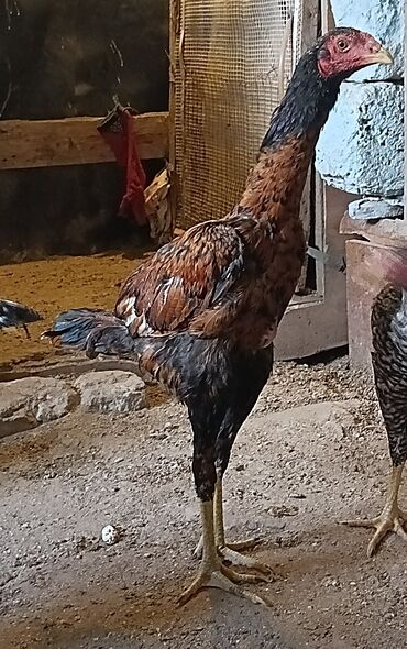 Digər quşlar: 2 dene pileymut heyratı xoruz 🐓 bece 7 aylıqdırlar biri 40 manata
