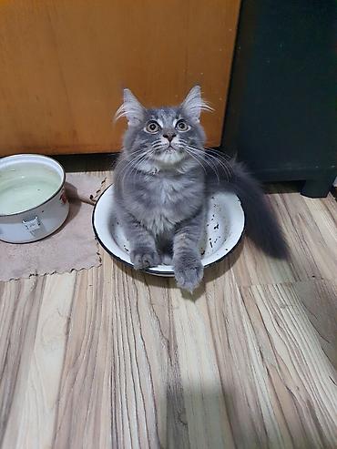 Pişiklər: Meyn-kun, Erkək, Ünvandan götürmə — 2