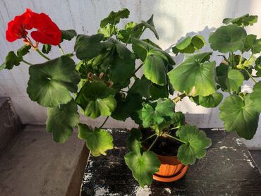 Драцены и Сансевиерии: Домашние и комнатные цветы в горшках. Герань, Алоэ, долларовое дерево — 3