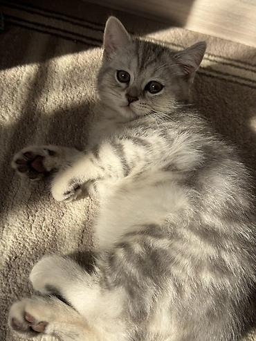 американская короткошёрстная кошка купить: Шотландский вислоухий котёнок (Scottish Fold) - Окрас: серебристый — 8