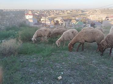 qoyun sortlari: Salam tam saglam heyvanlar satilir 23 qoyun 6 quzu 1 qoc obsiy 30 — 3