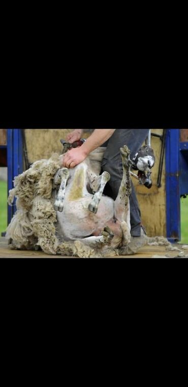 стрижка для овец: Куплю | | Платная доставка