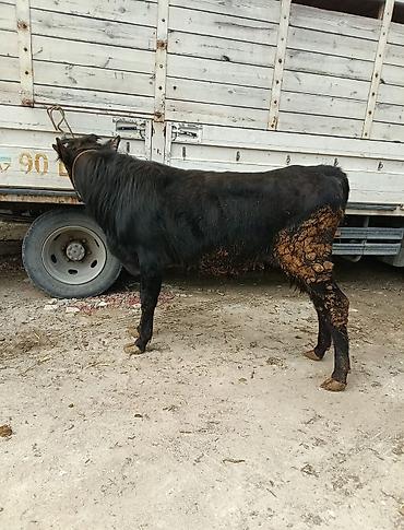 Inəklər, öküzlər: Inəklər, öküzlər — 3