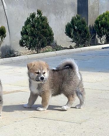 İtlər: Akita-inu — 3