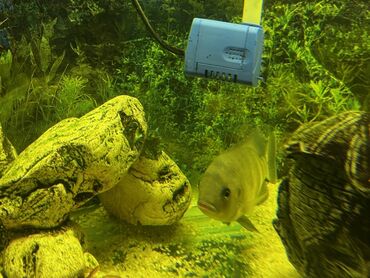 Akvariumlar: Böyük ölçülü şüşə akvarium komplekti - Ön və yanları şəffaf şüşəli — 3