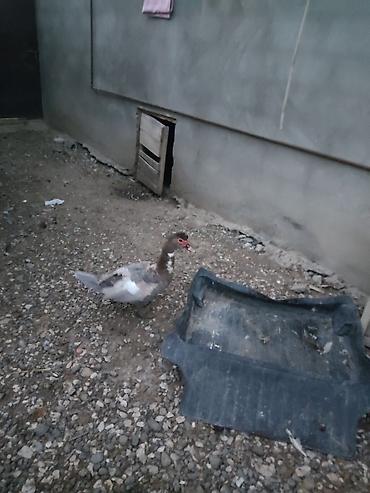 mal qara: Muscovy ördəkləri (indo-ördək) – müxtəlif rənglərdə sürü - Növ — 5