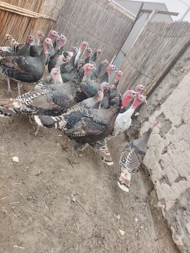 Hinduşka: Salam aleykum Bu ilki hinduskalardir kentde yetisdirilib tebii — 4