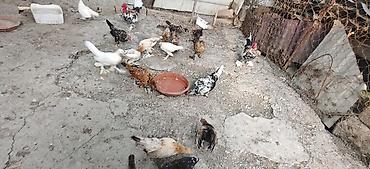 Животные: Курица, Для разведения — 3
