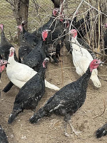 Индюки: Продаю | Индюшка (самка), Индюк (самец) | Черный принц, Северокавказская | На забой, Для разведения | Племенные — 15