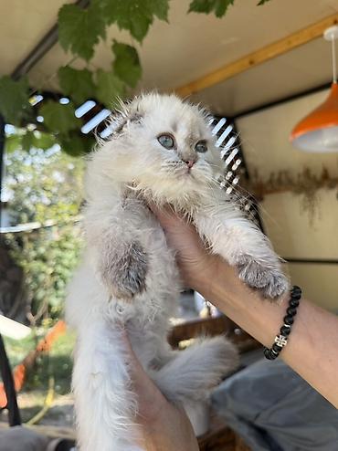 кошка майкун: Скотиш Фолд (Шотландская вислоухая), 2 месяца, Девочка, Серебристая шиншилла, Приучена к лотку, Проглистована, С документами — 1