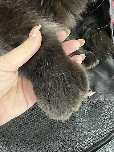 Продажа кошек: ✨ Эксклюзивные полидактильные мейн-куны ✨ Предлагаются к продаже — 14