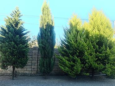 paulownia agaci: Thuja (evergreen dekorativ ağac) - Növ: Thuja/ardıc tipli həmişəyaşıl — 3
