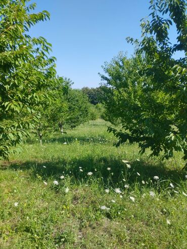 qubada ayliq kiraye evler: 100 соток, Для сельского хозяйства, Собственник, Купчая