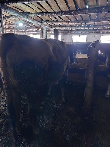 Коровы, быки: Продаю | Корова (самка), Тёлка | Полукровка | На забой | Привязанные — 15