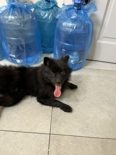 İtlər: Şpitz -da lalafo.az — 9 İtlər: Şpitz — 9