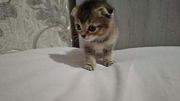 Pişiklər: Britain Şotland Bala Pişikler Satılır! 5 denedir 1ay 10gunluy — 7