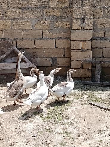 labrador satilir: Erkek 50 azn disiler 35 azn 4 eded disidir. disiler 11 aylıqdı. Qazlar — 5