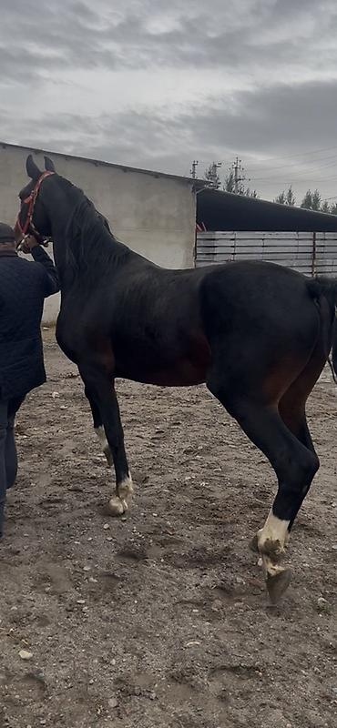 Продам с/х животных: Продаю | Жеребец | Конный спорт | Мерин — 6
