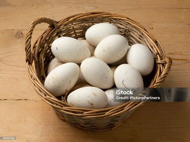 гусиные яйца: Ищу инкубатор в Карабалта для закладки гусиных яиц