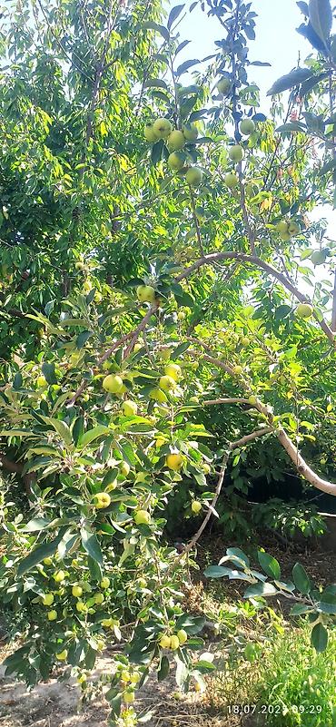 Продажа участков: 5 соток, Для строительства, Красная книга — 7