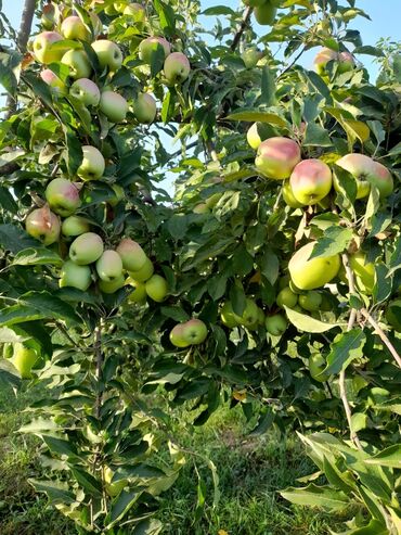 Torpaq sahələrinin satışı: 12 sot, Tikinti, Mülkiyyətçi, Kupça (Çıxarış)