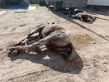 рамка а4 цена бишкек: Семиз байламбастар союп чучугун жазап тойлорго Куран окутууга Ат — 1