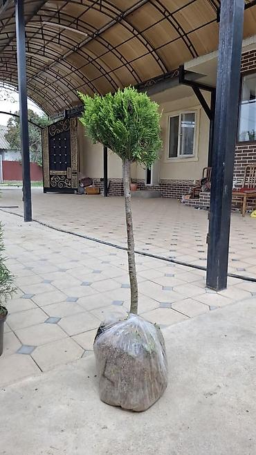 Туя: "Смарагд" туялары жана голубая ель (көк карагайлар) арзан баада — 11