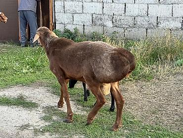 Баран, овца: Продаю | Баран (самец) | Гиссарская, Арашан, Полукровка | Для разведения | Осеменитель, Племенные — 16