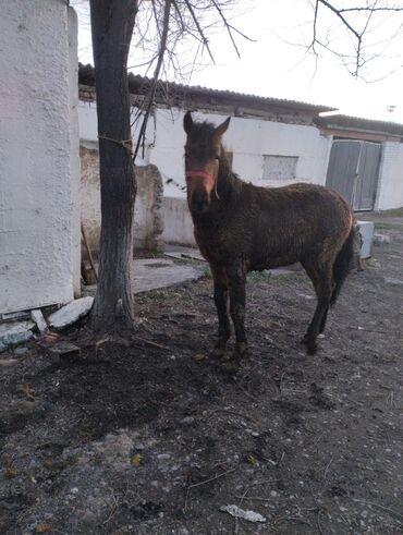 Лошади, кони: Продаю | Жеребец | Рабочий | Племенные — 3