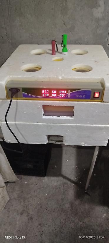moyka ish: Inqubator 196 yumurtalıq toyuq. Bildirçin. Qaz. Ördək. Hinduşka — 2