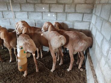 объявления о пропаже животных: Сатам | Кочкор (эркек) | Арашан | Көбөйтүү үчүн | Асыл тукумдуу lalafo.kg да объявления о пропаже животных: Сатам | Кочкор (эркек) | Арашан | Көбөйтүү үчүн | Асыл тукумдуу