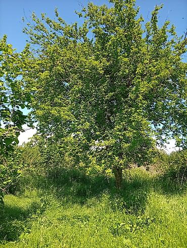 Torpaq sahələrinin satışı: 38 sot, Mülkiyyətçi, Kupça (Çıxarış) — 33