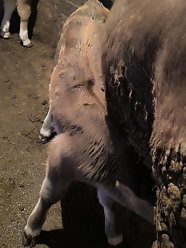 Коровы, быки: Продаю | Музоо, торпок | Для молока | Привязанные — 1