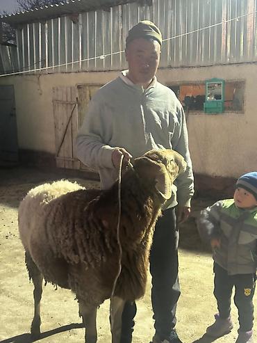 Баран, овца: Продаю | Овца (самка) | Для разведения | Племенные — 13