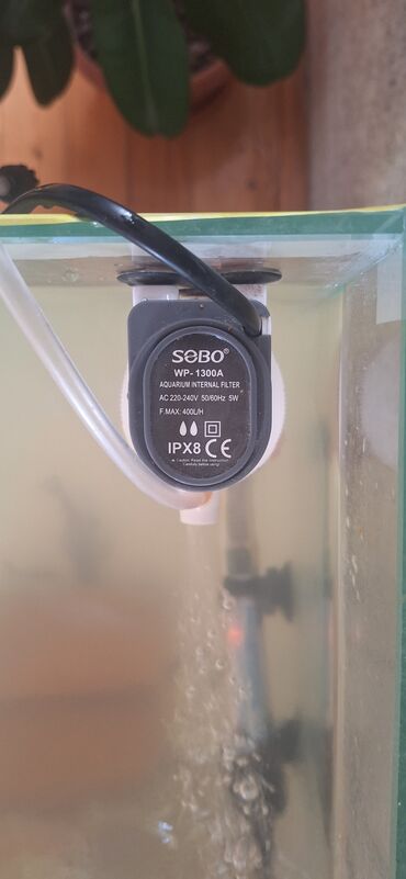 Akvariumlar: Dördbucaq akvarium, Balıqlarla birlikdə, 64 l, Ünvandan götürmə — 12