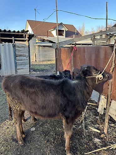 Коровы, быки: Продаю | Корова (самка), Тёлка | Полукровка, Алатауская | Для разведения — 12