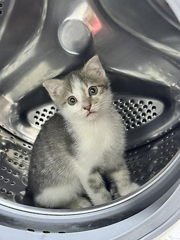котята: 🐾 Отдам котят в добрые руки Мальчик и девочка — брат и сестра, 2 — 2