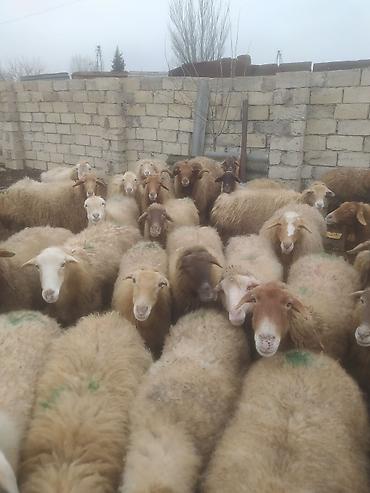 Qoyunlar, qoçlar: Qoyunlar, qoçlar — 2