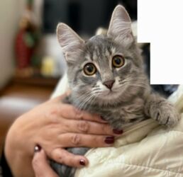 щенки ротвейлера бишкек: Dişi, Yaxşı əllərə