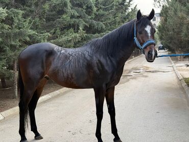 Atlar: Erkək, il: 5, Ünvandan götürmə — 3