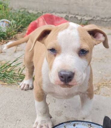 Psi: Američki Stafordski terijer, plavi štenci Na prodaju dva muška šteneta — 3