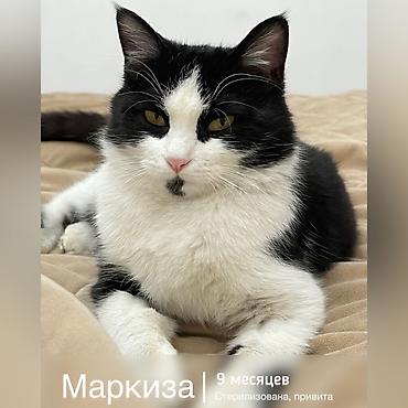 Мышык бекер берилет: Породасыз, 9 айлык, Ургаачы, Бычылган, Лотокко барууга үйрөтүлгөн, Курттардан тазаланган lalafo.kg да Мышык бекер берилет: Породасыз, 9 айлык, Ургаачы, Бычылган, Лотокко барууга үйрөтүлгөн, Курттардан тазаланган