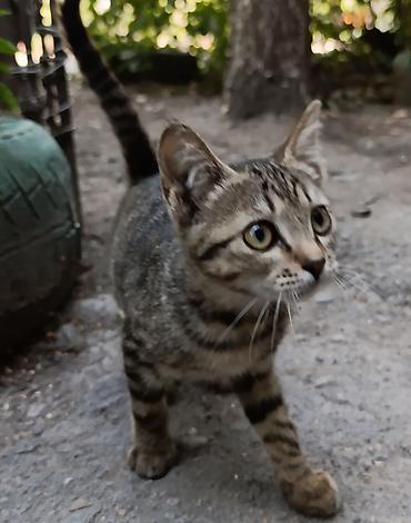 корм для котят: Кошка даром: Беспородная, 2 месяца, Девочка, Проглистована — 2