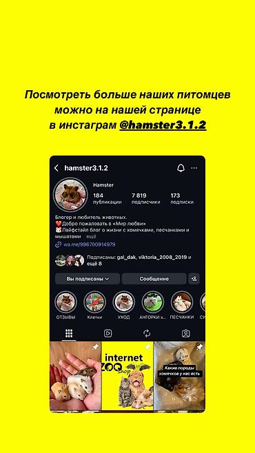 хомяки цена: Продаются хомячки джунгарские, сирийские, Ангорки, бамбуковые мыши — 10